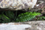 Hvassur skjaldarkampur / Polystichum lonchitis L. Roth