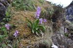 Kalmansbrkubndi / Orchis mascula (L.) 