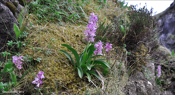 Kalmansbørkubóndi / Orchis mascula (L.) 