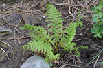 Mjúkur kvennkampur / Athyrium filix-femina L. Roth