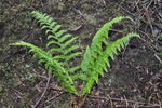 Mjúkur kvennkampur / Athyrium filix-femina L. Roth