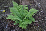 Trøllakalskampur / Dryopteris filis-mas L. Schott