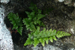 Svartur trøllakampur / Asplenium adiantum-nigrum L.