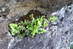 Svartur trøllakampur / Asplenium adiantum-nigrum L.