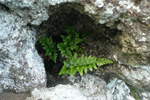 Svartur trøllakampur / Asplenium adiantum-nigrum L.