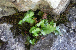 Svartur trøllakampur / Asplenium adiantum-nigrum L.