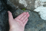 Svartur trøllakampur / Asplenium adiantum-nigrum L.