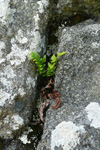 Svartur trøllakampur / Asplenium adiantum-nigrum L.