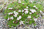 Leggstutt túvublóma / Silene acaulis L. (Jacq.)