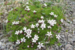 Leggstutt túvublóma / Silene acaulis L. (Jacq.)