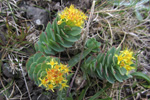 Rósuhjálpirót / Rhodiola rosea L.