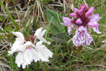 Tjaldursbørkubóndi / Dactylorhiza maculata (L.) Soó)