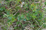 Heiðabláber / Vaccinium uliginosum L.