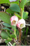 Heiðabláber / Vaccinium uliginosum L.