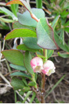 Heiðabláber / Vaccinium uliginosum L.