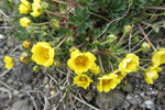 Gullmura / Potentilla crantzii (Crantz) Beck ex Fritsch (P. verna L.)