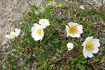 Fjallabrúður / Dryas octopetala