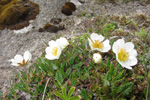 Fjallabrúður / Dryas octopetala