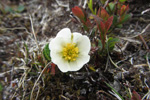 Fjallabrúður / Dryas octopetala