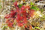 Rundblaðað sóldøgg / Drosera rotundifolia