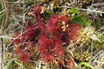 Rundblaðað sóldøgg / Drosera rotundifolia