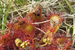 Rundblaðað sóldøgg / Drosera rotundifolia