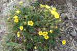 Gullmura / Potentilla crantzii (Crantz) Beck ex Fritsch (P. verna L.)