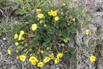 Gullmura / Potentilla crantzii (Crantz) Beck ex Fritsch (P. verna L.)