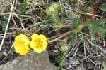 Gullmura / Potentilla crantzii (Crantz) Beck ex Fritsch (P. verna L.)