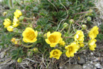 Gullmura / Potentilla crantzii (Crantz) Beck ex Fritsch (P. verna L.)