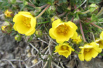 Gullmura / Potentilla crantzii (Crantz) Beck ex Fritsch (P. verna L.)