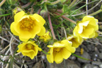 Gullmura / Potentilla crantzii (Crantz) Beck ex Fritsch (P. verna L.)