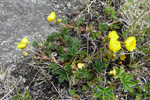 Gullmura / Potentilla crantzii (Crantz) Beck ex Fritsch (P. verna L.)