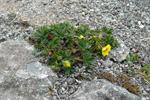 Gullmura / Potentilla crantzii (Crantz) Beck ex Fritsch (P. verna L.)