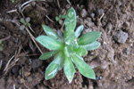 Fjallavárperla / Draba norvegica Gunn. (D. rupestris R.Br.)