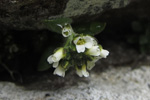 Fjallavárperla / Draba norvegica Gunn. (D. rupestris R.Br.)