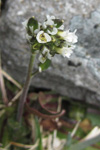 Fjallavárperla / Draba norvegica Gunn. (D. rupestris R.Br.)