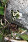 Fjallavárperla / Draba norvegica Gunn. (D. rupestris R.Br.)