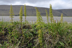 Vallbjølluvísa / Equisetum pratense Ehrh.