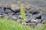 Vallbjølluvísa / Equisetum pratense Ehrh.