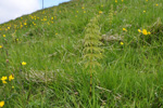 Vallbjølluvísa / Equisetum pratense Ehrh.