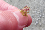 Fjallabróstagras / Thalictrum alpinum L.