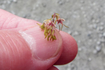 Fjallabróstagras / Thalictrum alpinum L.