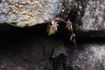 Fjallabróstagras / Thalictrum alpinum L.