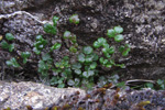 Fjallabróstagras / Thalictrum alpinum L.