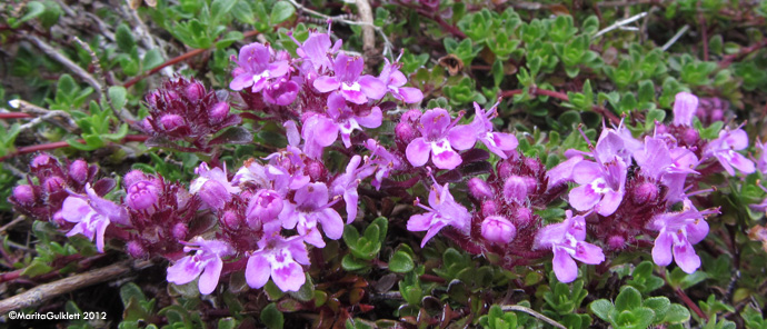 Skaldabrobber / Thymus praecox