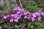 Skaldabrobber / Thymus praecox