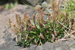 Sævargøtubrá / Plantago maritima L.