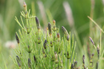 Gullbeitarbjølluvísa / Equisetum palustre L.