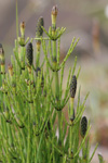 Gullbeitarbjølluvísa / Equisetum palustre L.